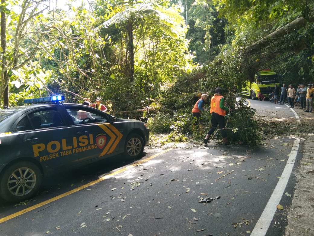 Pohon Tumbang di Liku Sembilan Sempat Macetkan Arus Lalu Lintas 