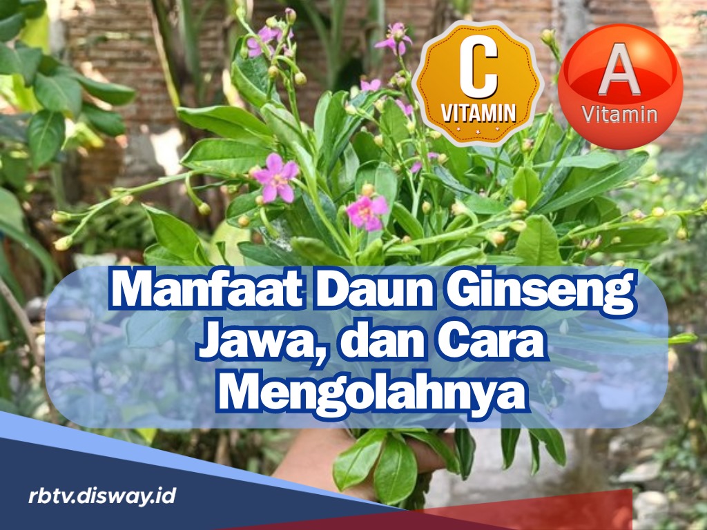 Manfaat dan Begini Cara Mengolah Daun Ginseng Jawa untuk Dijadikan Obat