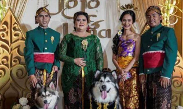 Pernikahan Anjing yang Mewah Berujung Kontroversi, Dianggap Melecehkan Adat Jawa