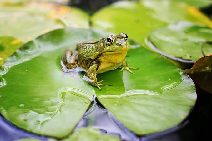 Waduh Kodok Masuk Rumah? Ternyata Ini Maknanya Bakal Dapat Rezeki Nomplok