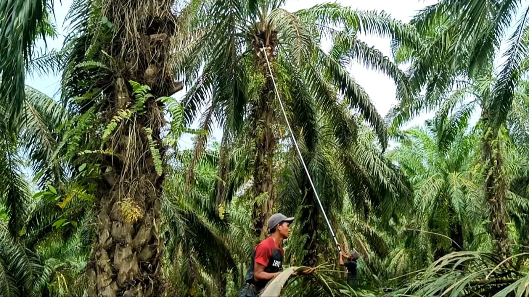 Tinggal 3 Hari Lagi, Begini Cara Daftar Beasiswa Anak Petani Sawit