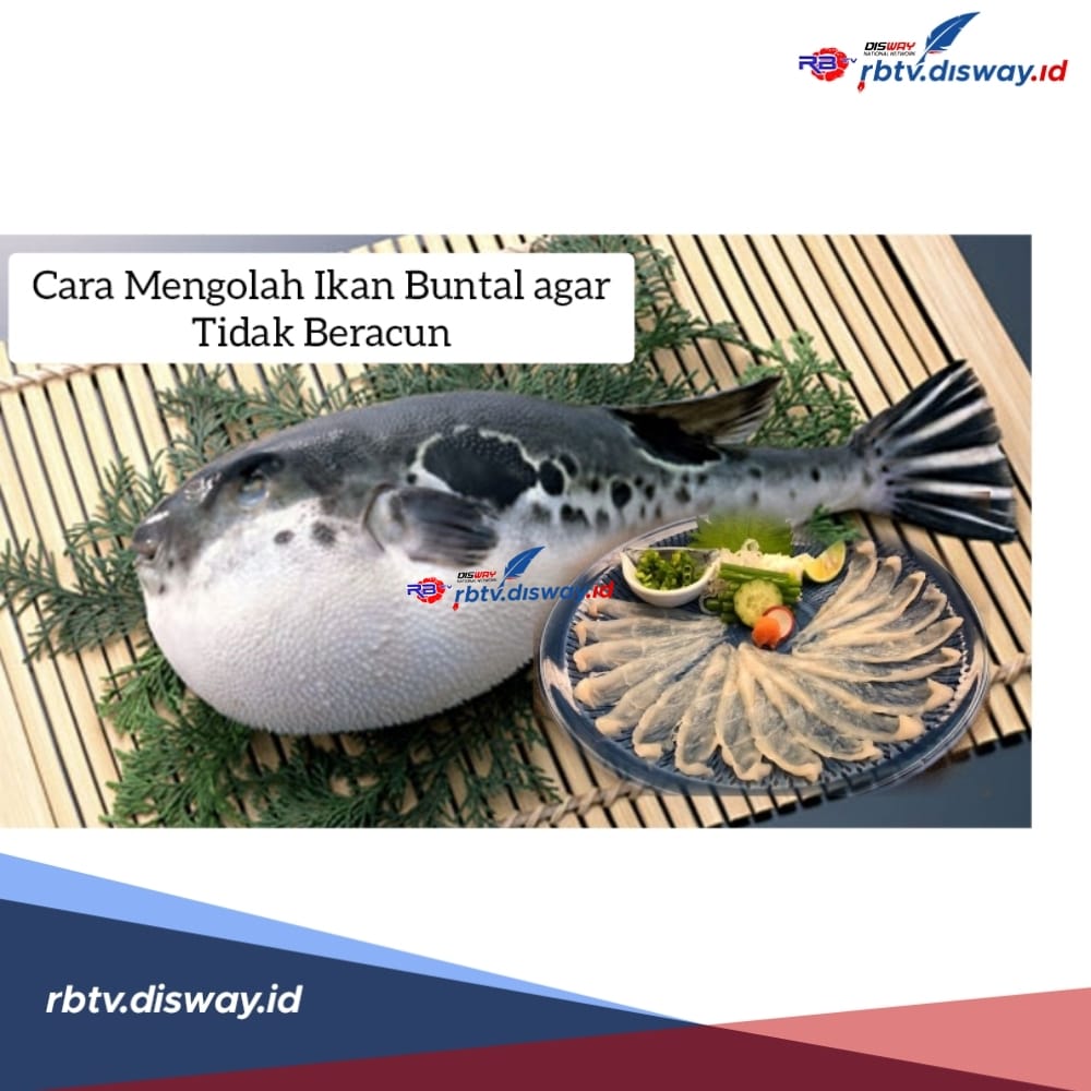 Jangan Asal Masak, Begini Cara Mengolah Ikan Buntal agar Tidak Beracun