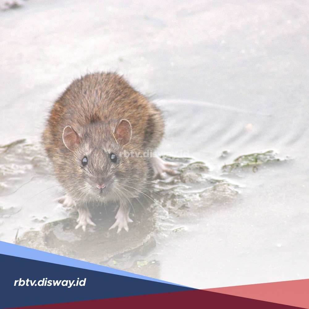 Menularkan Penyakit dan Merusak Perabotan, Bolehkah Membunuh Tikus? 