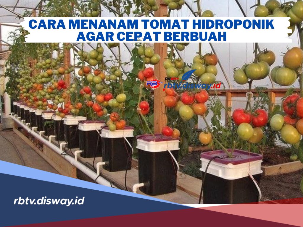 Begini Cara Praktis dan Mudah Menanam Tomat di Hidroponik agar Cepat Berbuah