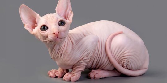 Bukan Kucing Sakit Lantaran Rontok Bulu, Tapi Ini Namanya Kucing Sphynx 