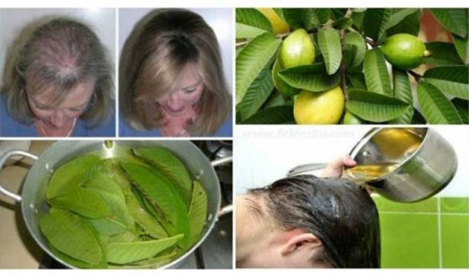 Caranya Mudah, Begini Mengatasi Rambut Rontok dengan Daun Jambu Biji, Tidak Lama Rambut Kembali Subur