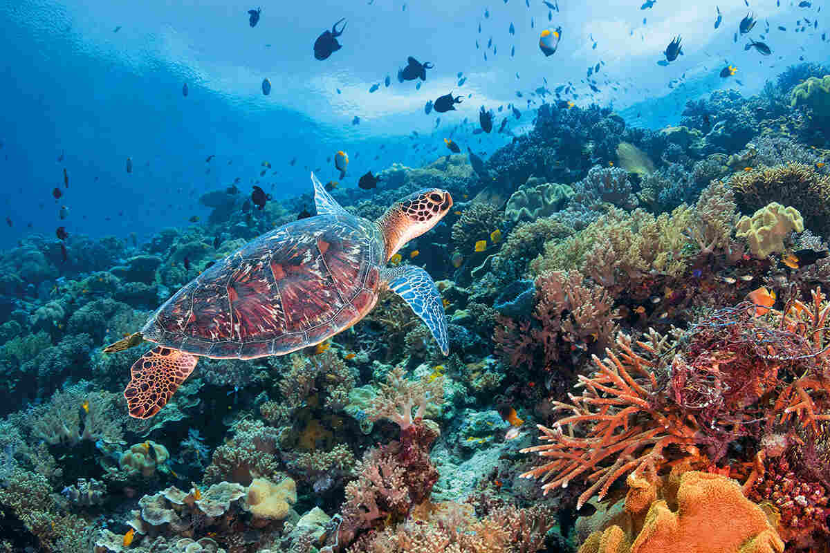 Unveiling Indonesia's Underwater Paradise, 5 Unforgettable Dive Destinations