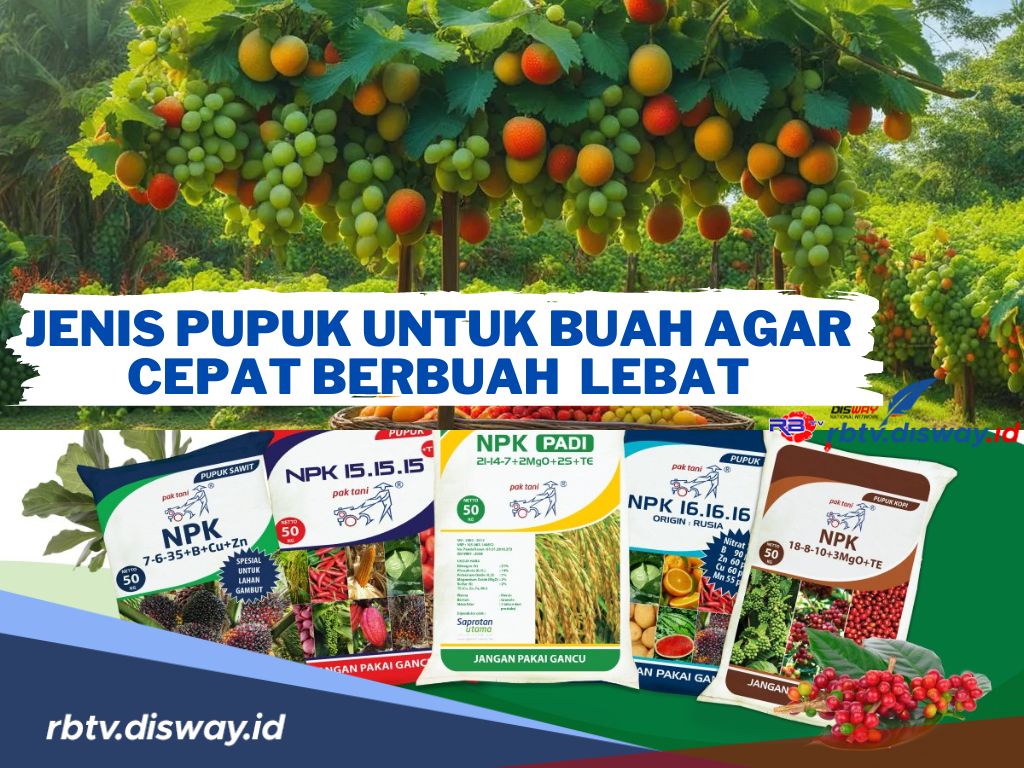 Ingin Tanaman Cepat Berbuah dan Lebat? Gunakan Jenis Pupuk Buah ini