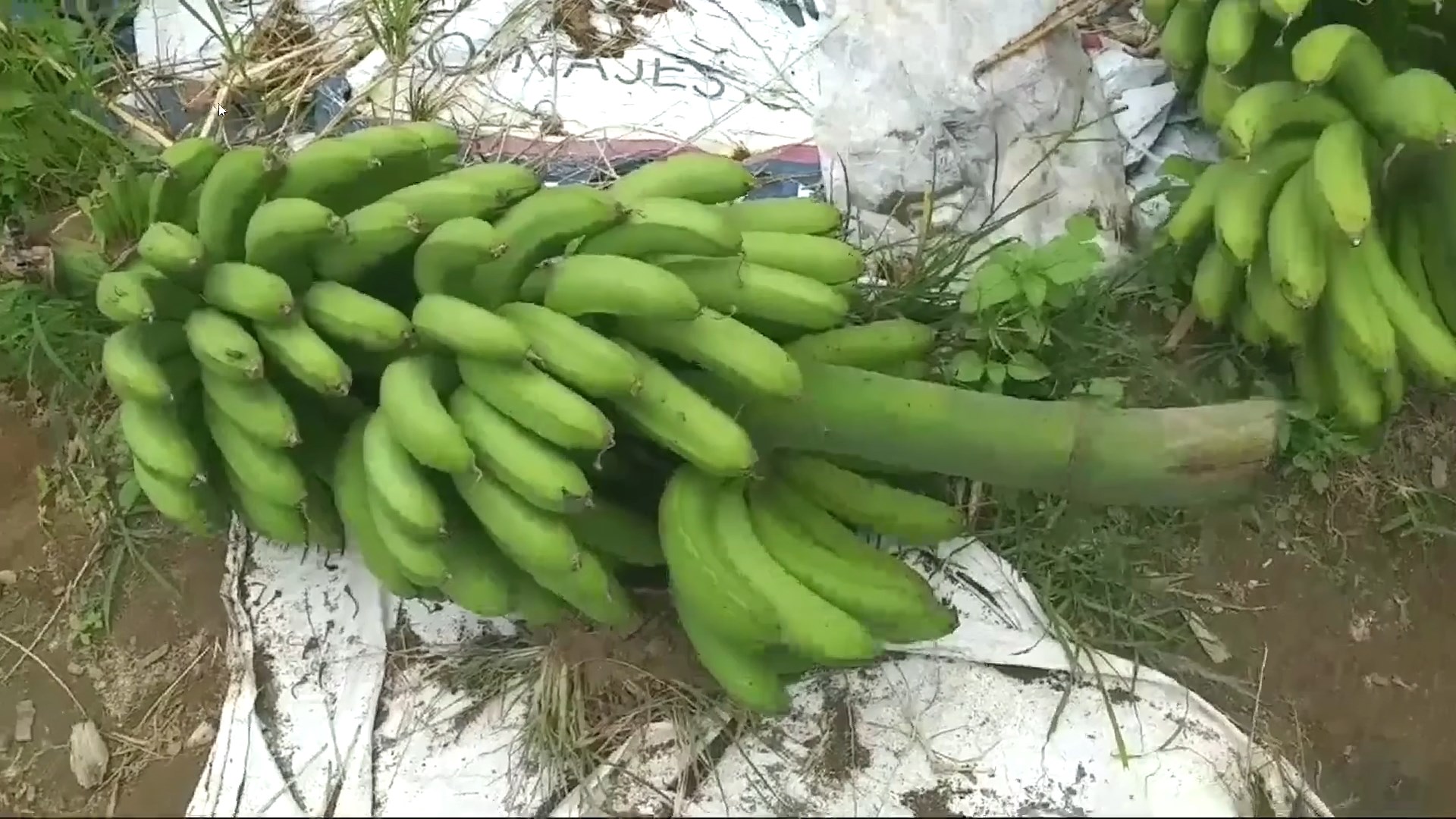 150 Ribu Bibit Pisang Barangan untuk Pulau Sumatera, Seluma Masuk Prioritas