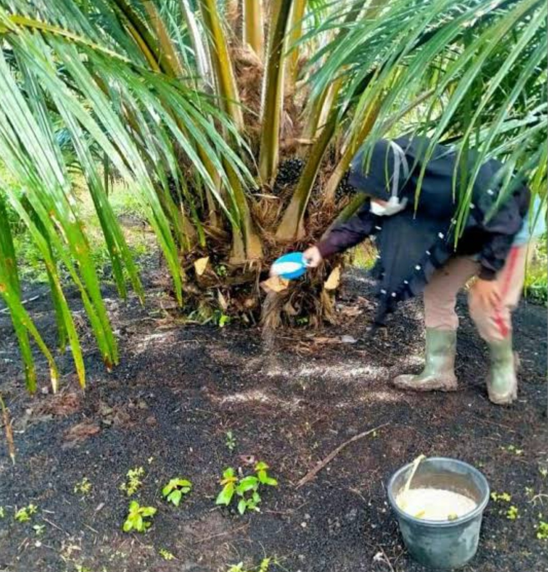 Jangan Sembarangan, Begini Cara Memupuk Kelapa Sawit Supaya Hasil Panen Maksimal