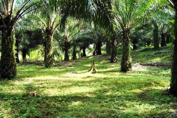 Sawit Tidak Berbuah Bisa Jadi Karena Faktor Lahan, Begini Cara Mengatasinya Agar Kembali Berbuah Banyak