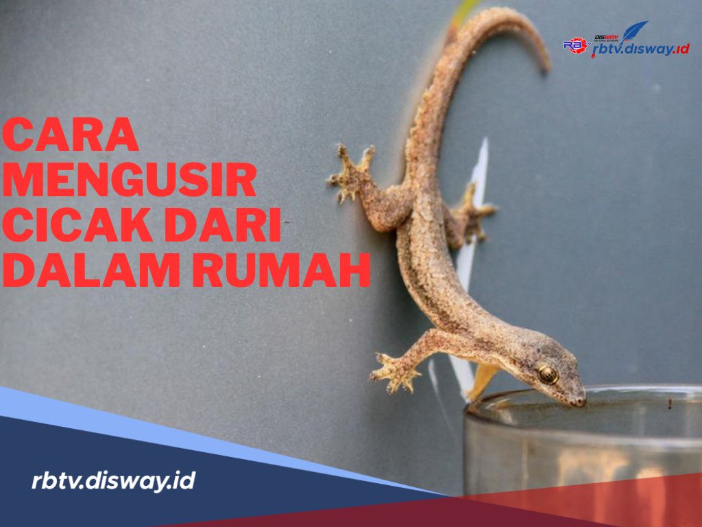 Dijamin Minggat! Begini Cara Mengusir Cicak dari Dalam Rumah Menggunakan Bahan Alami