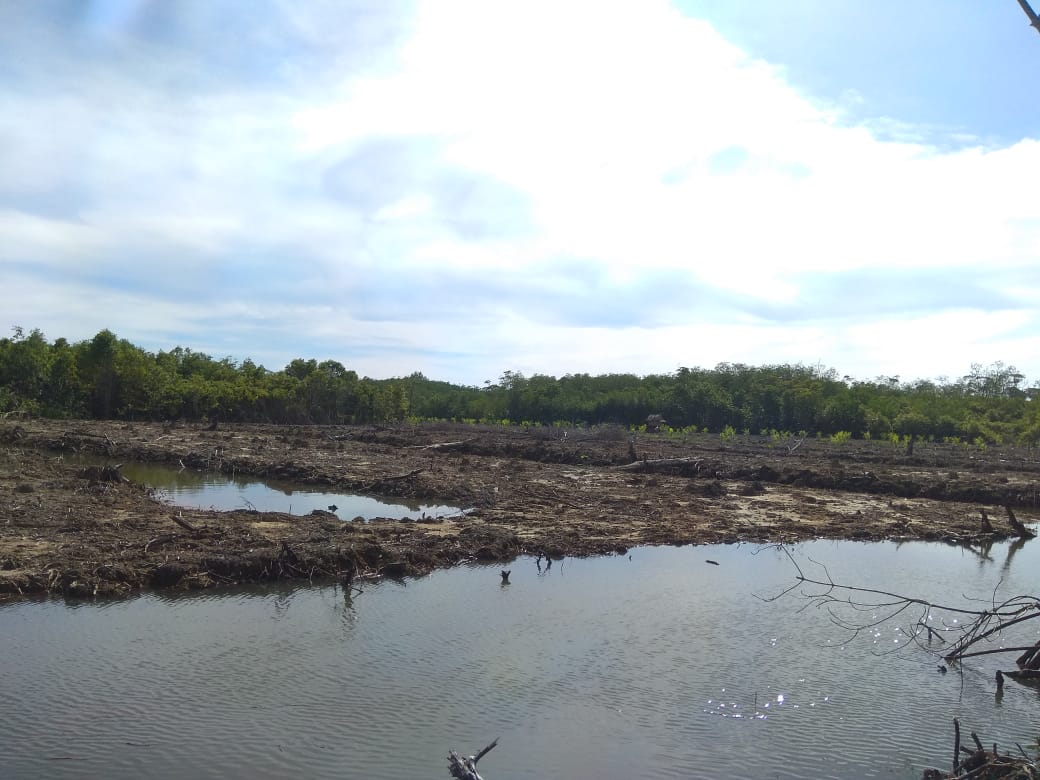 Miris, Hutan Bakau Pasar Ngalam Malah Dibabat Oknum