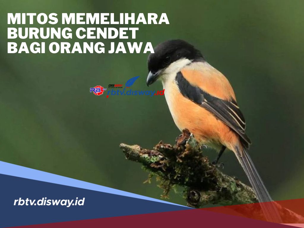 Mitos Memelihara Burung Cendet Bagi Orang Jawa, Ada Kepercayaan Hidupnya Tidak akan Tenang