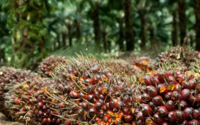 Sebelum Musim Kemarau, Lakukan Ini pada Tanaman Kelapa Sawit 