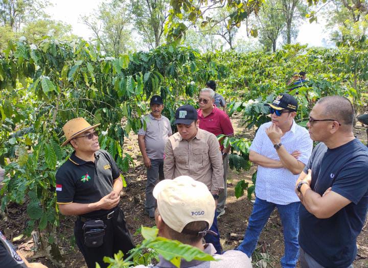 Kepahiang Buat Lahan Kopi Percontohan Bagi Masyarakat untuk Tingkatkan Produksi