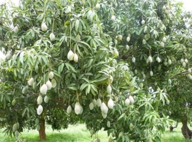 Tanaman Jambu atau Mangga Anda Belum Berbuah, Coba Lakukan Cara Ini