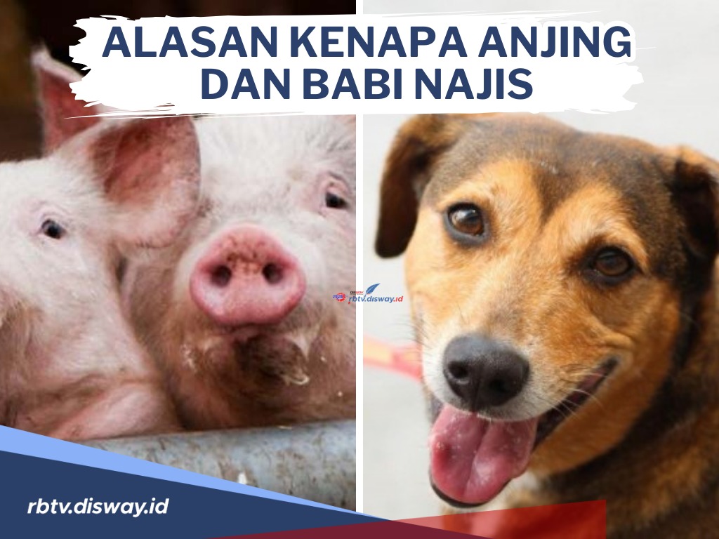 Ini Alasan Kenapa Anjing dan Babi Najis, Bagaimana Cara Menjadi Suci dari 2 Hewan Ini?