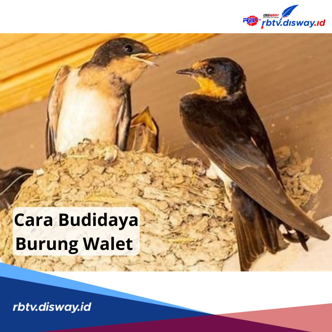 Cara Sukses Budidaya Ternak Burung Walet, Bisa Dicoba di Rumah