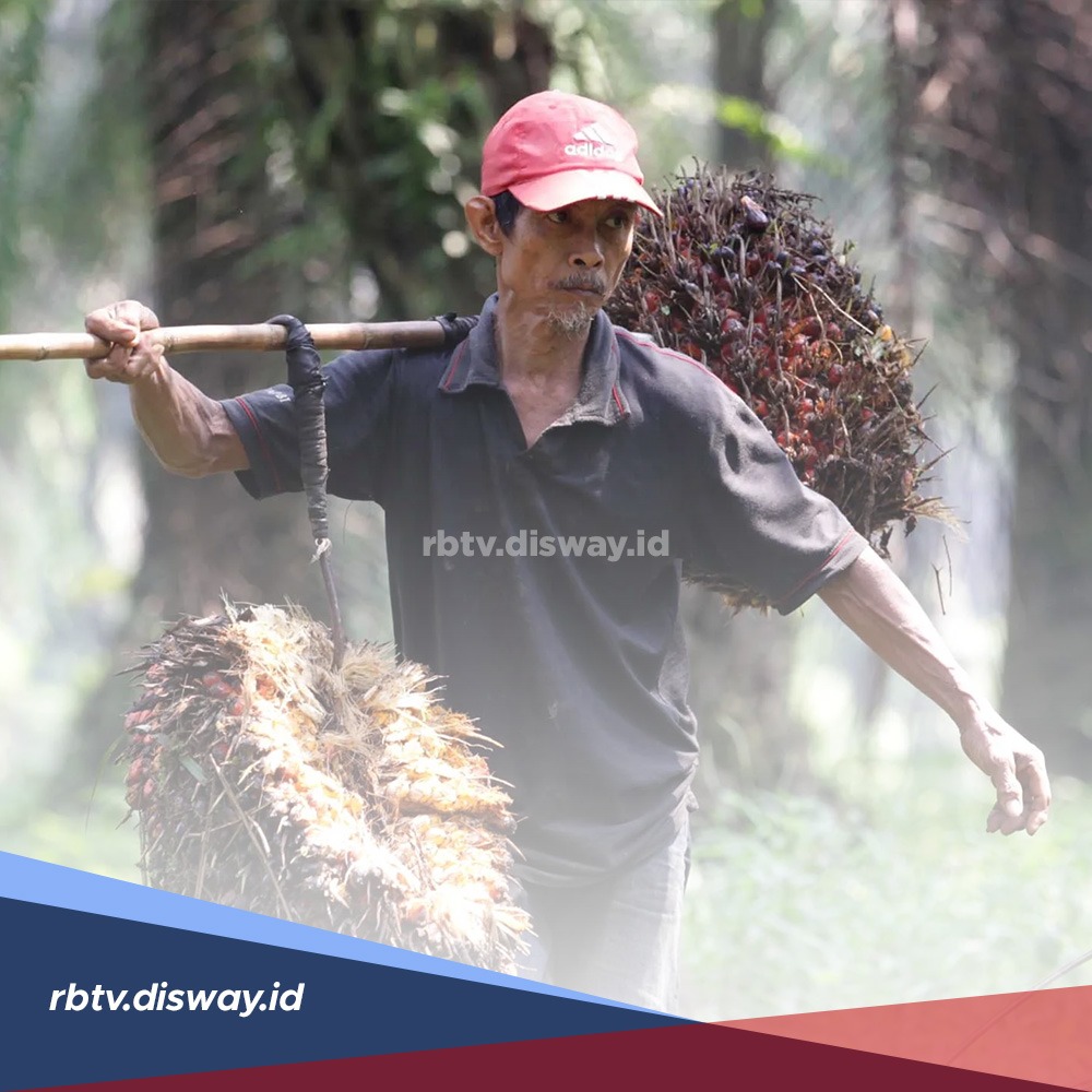 Kebun Sawit Bebas Hama, Ini 4 Jenis Tanaman Pembasmi Hama Kelapa Sawit