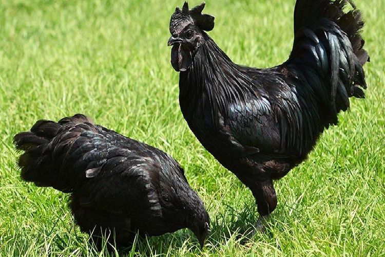 Unik dan Mahal, Ternyata Ini Berbagai Mitos Ayam Cemani, Salah Satunya Bisa untuk Ilmu Kebal