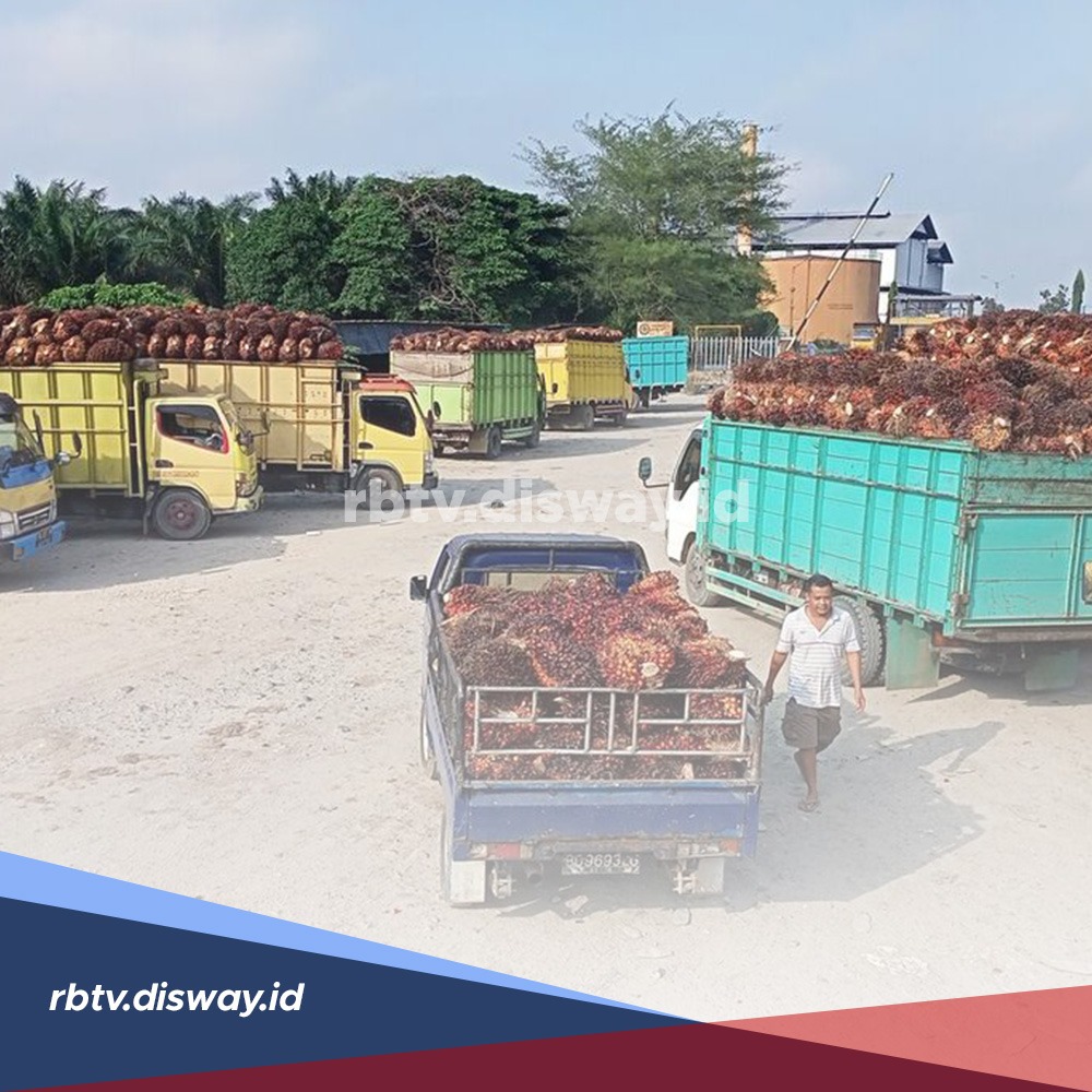 Bukan Limbah Biasa, Ini 4 Manfaat dan Kegunaan Luar Biasa Cangkang Sawit yang Jarang Diketahui