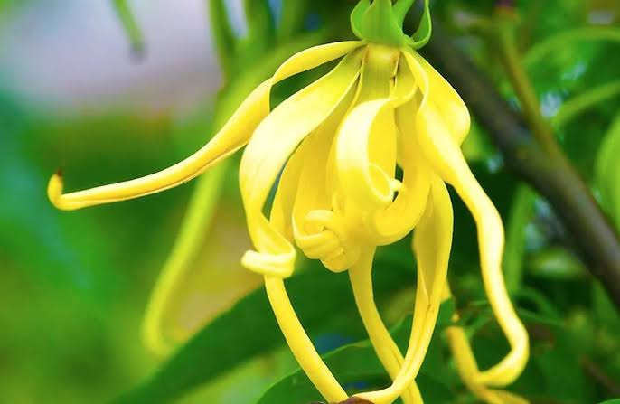 Dikenal Punya Aura Mistis, Bunga Kenanga Punya Banyak Khasiat Untuk Kesehatan Tubuh, Apa Saja?
