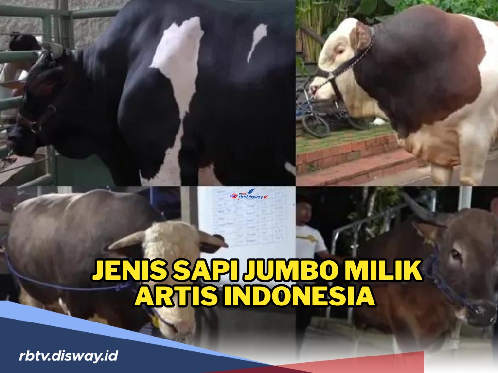 Ini Jenis Sapi Jumbo Milik Artis Indonesia yang Dikurbankan di Idul Adha 2024, Bobotnya Lebih dari 1 Ton