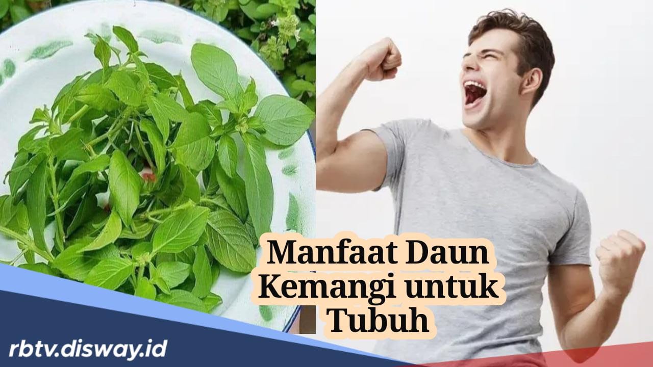 Punya Kandungan Vitamin A B dan C, Ada 7 Khasiat Daun Kemangi untuk Tubuh