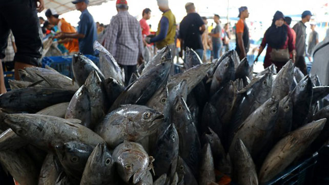 Tidak hanya Ikan, Makan Kerang juga Bisa Keracunan, Ini Gejala dan Cara Pencegahannya