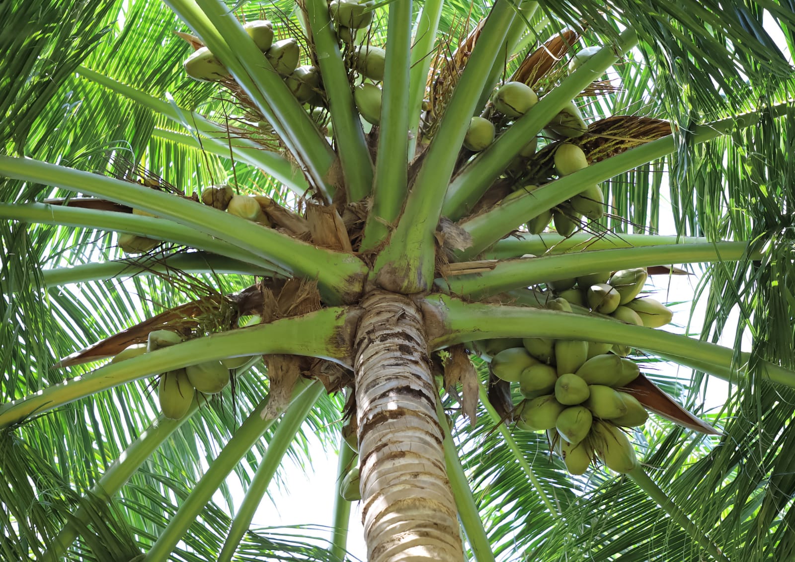 Manfaat Daun Kelapa Selain Dijadikan Bungkus Ketupat, Ternyata Bisa Untuk 5 Hal Berikut