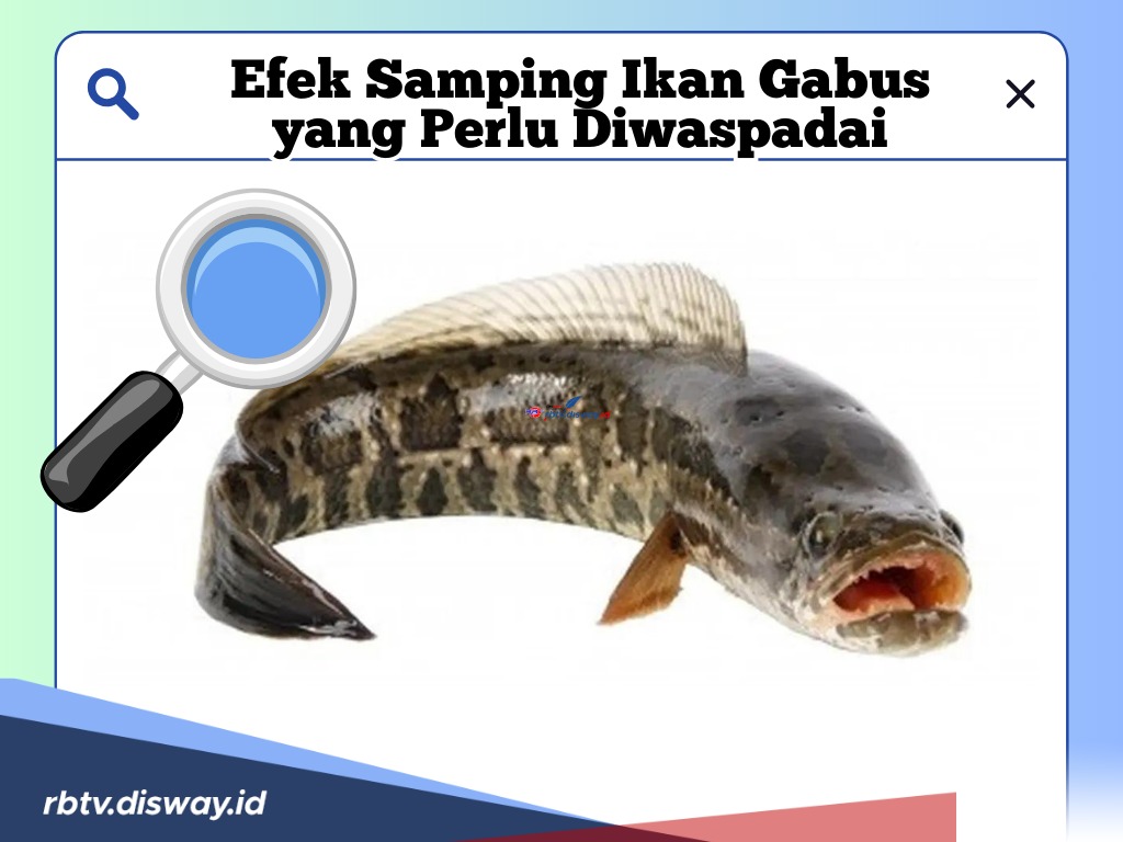 Hati-hati! Selain Kaya Manfaat Bagi Kesehatan, Ini Efek Samping Ikan Gabus yang Perlu Diwaspadai