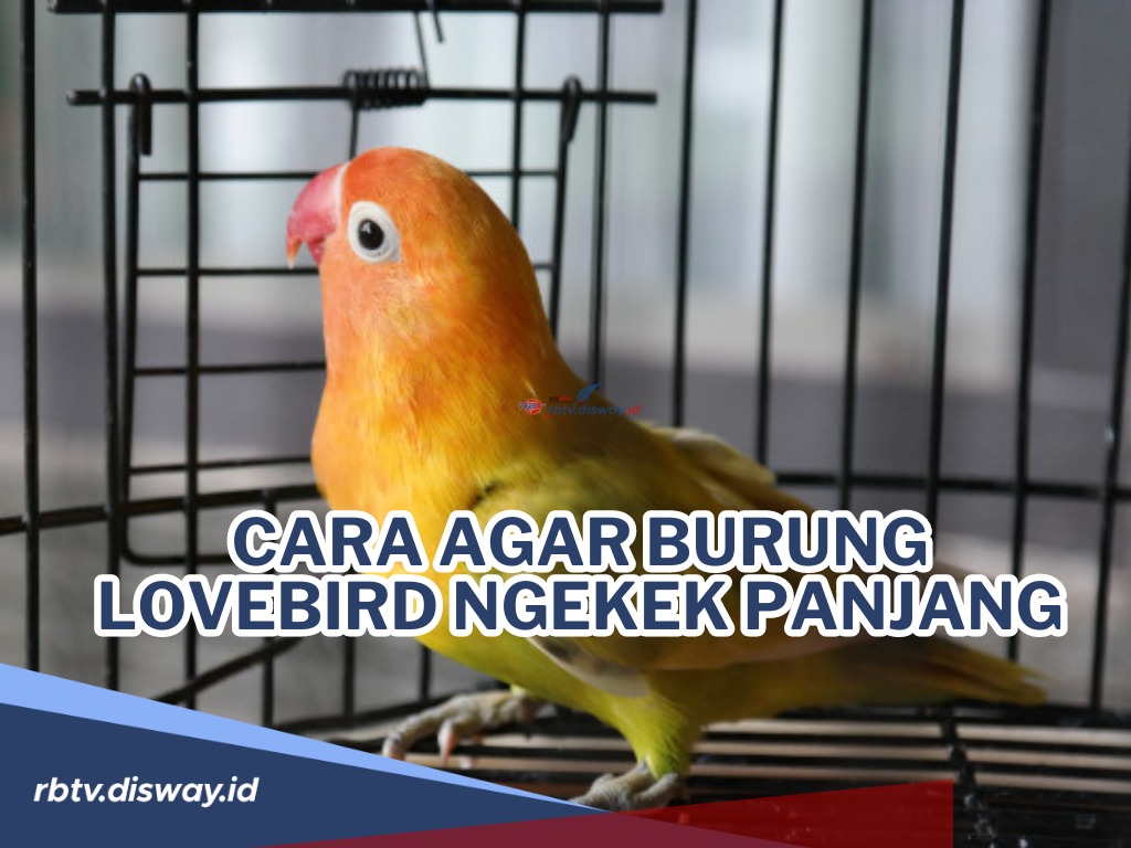 Bikin Gemes! Ini Cara agar Burung Lovebird Ngekek Panjang, Pasti Ampuh