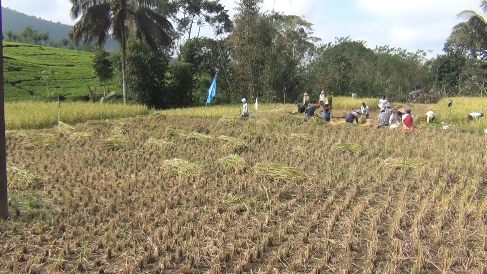 Lahan Pertanian Padi di Rejang Lebong Terus Berkurang