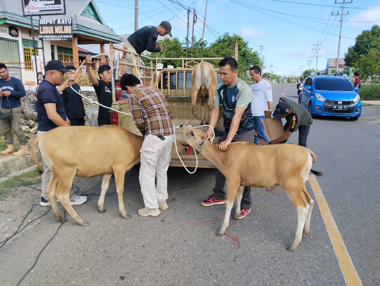 Satpol PP Tindak Tegas, Tiga Ekor Sapi Berkeliaran Ditangkap