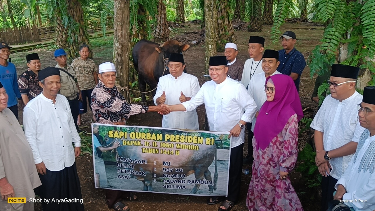 Gubernur Serahkan Sapi Kurban Presiden Jokowi ke Pengurus Masjid Baitussalam Tais, Beratnya 985 Kg