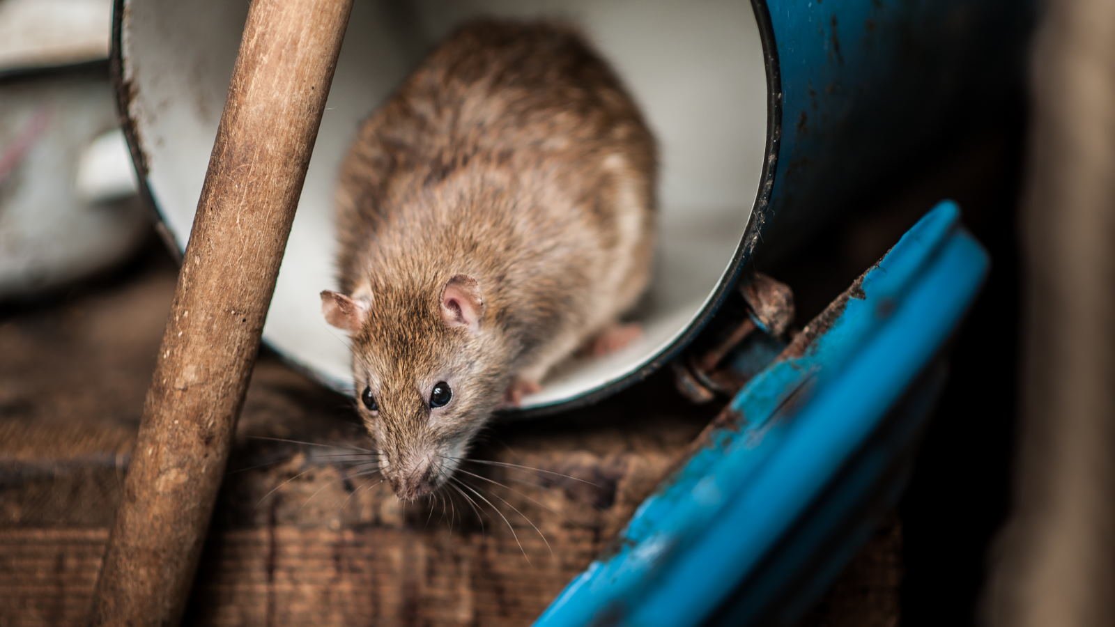 Seisi Rumah Bau Pesing karena Banyak Tikus, Coba Lakukan 3 Tips Ini, Bisa Pakai Cuka Makan