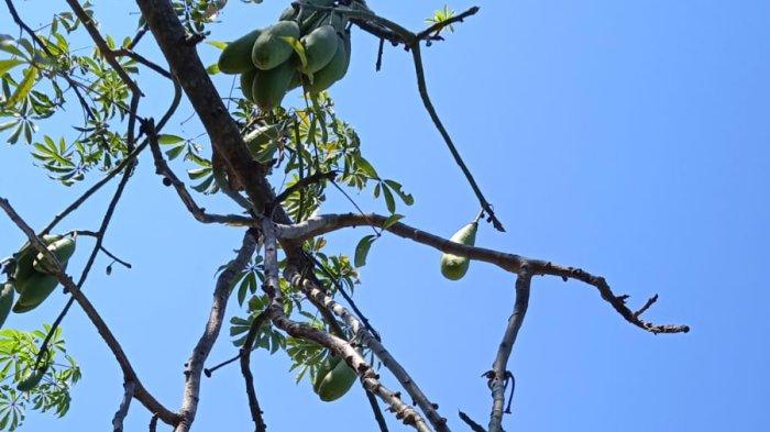 Baru Tahu, Ternyata Ada 3 Manfaat dan Kegunaan Daun Randu atau Pohon Kapuk untuk Wanita 