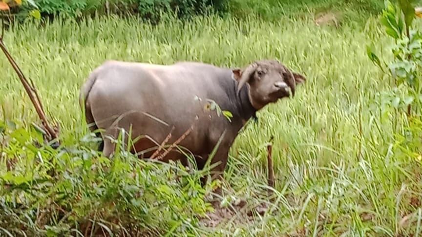 Rusak Tanaman, Petani Sukaraja Seluma Tahan Kerbau Liar