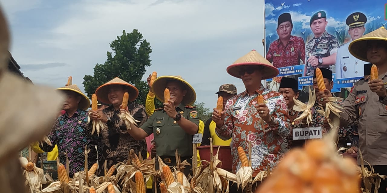 Jaga Ketahanan Pangan, Kodim 0408/BS- Kaur Panen Jagung