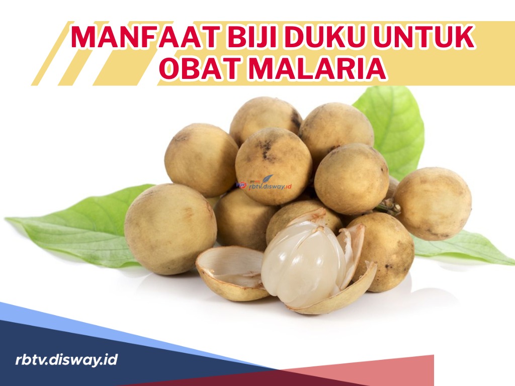 Ternyata Biji Duku Berpotensi Sebagai Obat Malaria! Begini Cara Mengolahnya