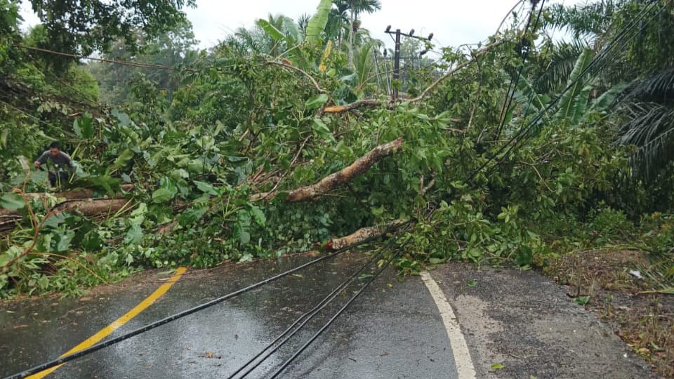 Diterjang Badai Pohon Leban Tumbang ke Jalan, Arus Lalu Lintas Bengkulu-Manna Macet