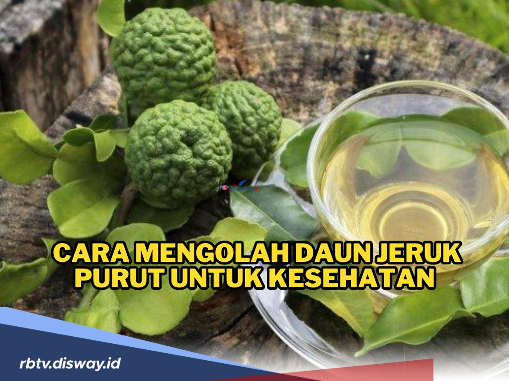 Simak, Begini Cara Mengolah Daun Jeruk Purut untuk Kesehatan yang Mudah dan Aman