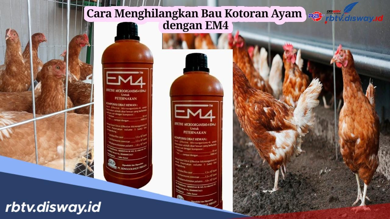 Jangan Tunggu Didemo! Begini Cara Menghilangkan Bau Kotoran Ayam dengan EM4, Ramah Lingkungan