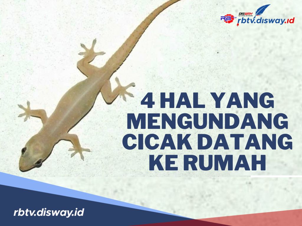 Jangan Anggap Sepeleh! Ini 4 Hal yang Mengundang Cicak Datang ke Rumah