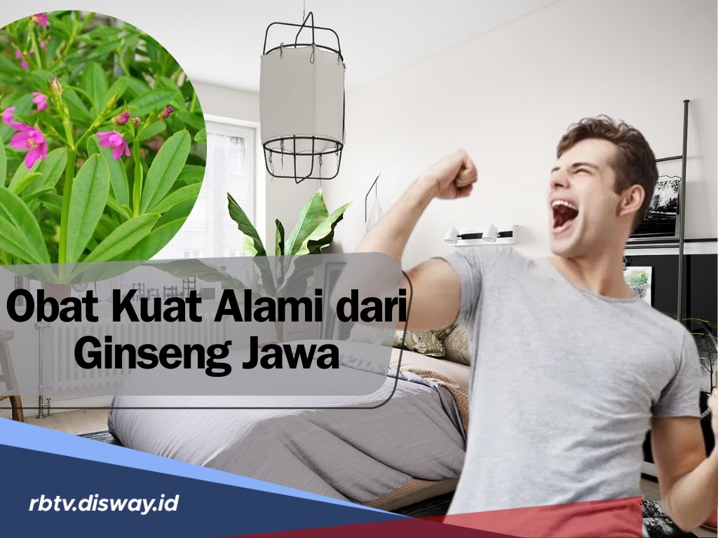 Begini Cara Mengolah Daun Ginseng Jawa Untuk Obat Kuat Alami Tubuh Serta 5 Manfaat Lainnya