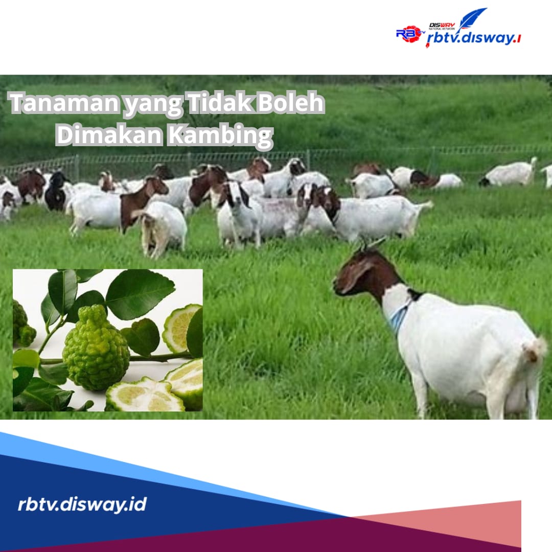 Ingat! Tanaman Ini Tidak Boleh Dimakan Kambing, Kenali Dampak Buruknya