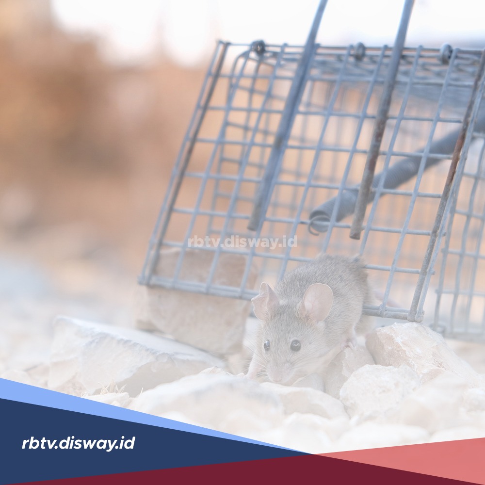 Baru Tahu, Ternyata 7 Bahan Dapur Ini Bisa Mencegah Tikus Masuk Rumah
