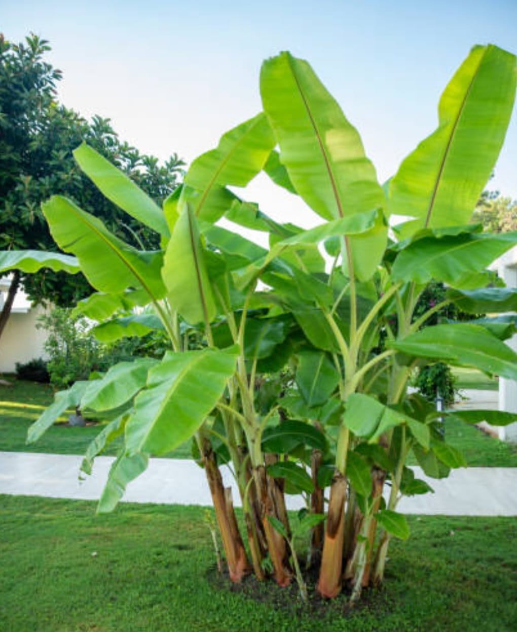 Ramuan Alami, Cukup Pakai Daun Pisang Uban Lenyap dengan Sendirinya