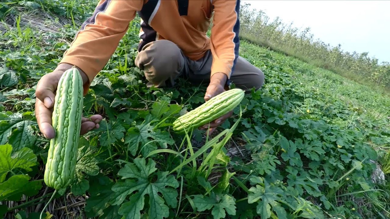 Cepat Panen dan Untung Ratusan Juta Sekali Panen, Ini 6 Ide Usaha Pertanian yang Bisa Dicoba